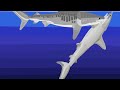Battle: Tiger Shark vs Hammerhead (Stick nodes pro￼