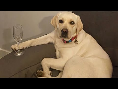Labrador Dog are The Best At Making Us Laugh 🐶