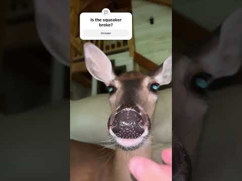 Nvm I fixed it 😭✌️ #funny #funnymemes #cute #dogs #shorts