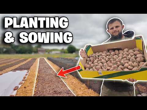 Planting Out & Sowing Seeds in the No Dig Market Garden