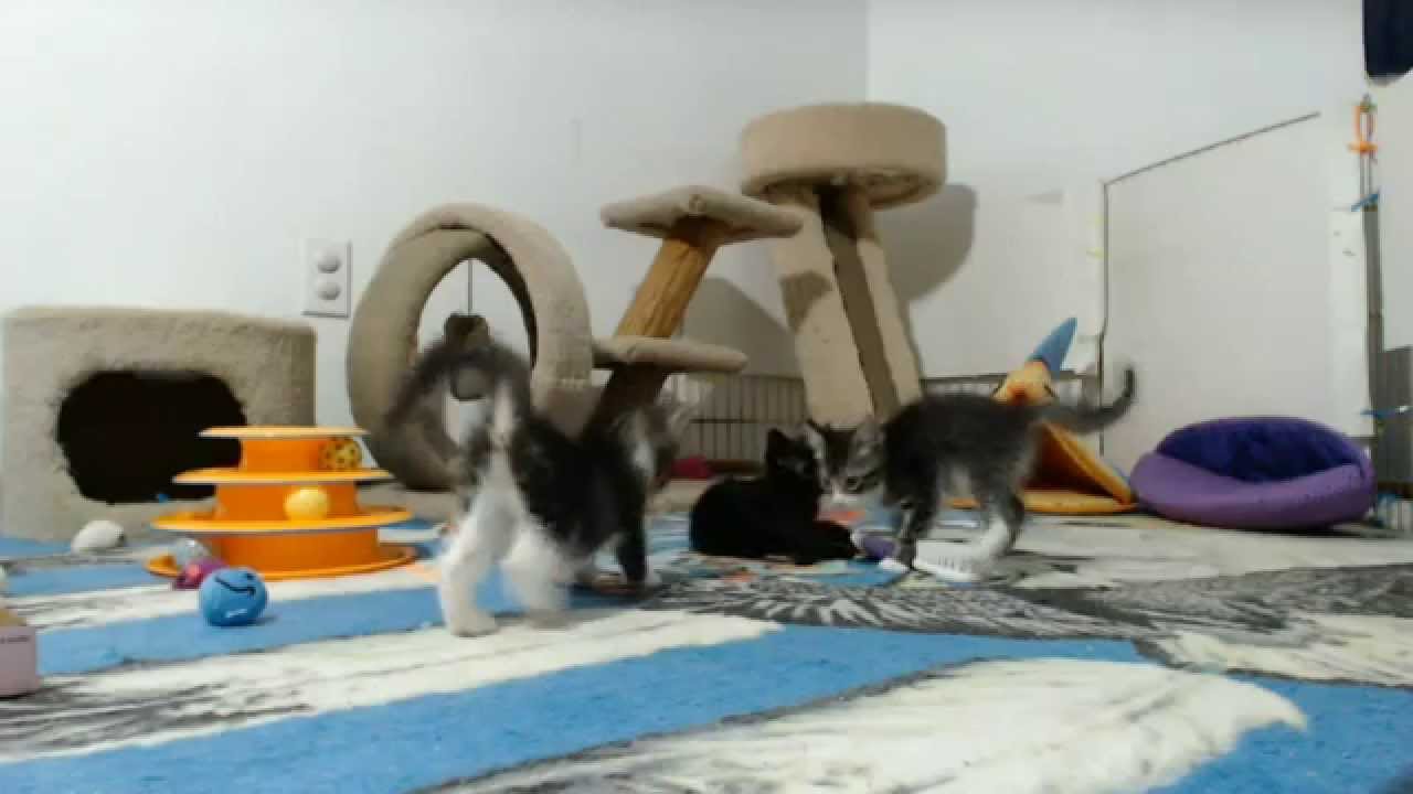 Springfield Kittens - Made You Jump