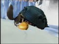 Fox Promos Ice Age 2 The Meltdown Video Game Promo 5 5 Ice Age The Meltdown