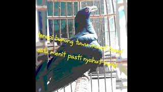 Download lagu pancingan dan terapi burung tuwu macet bunyi paling ampuh tahun 2021 mp3