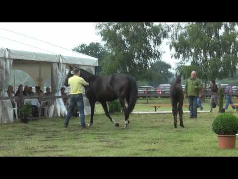 Sudweyher Fohlenschau 2015 - Kat.-Nr. 15