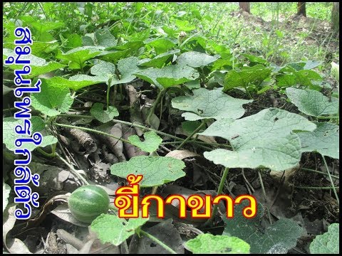 แฟลกซ์โรคสะเก็ดเงินแป้ง รักษากลากหลังคลอด