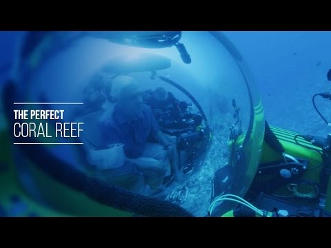 The Perfect Coral Reef - David Attenborough's Great Barrier Reef: An Interactive Journey