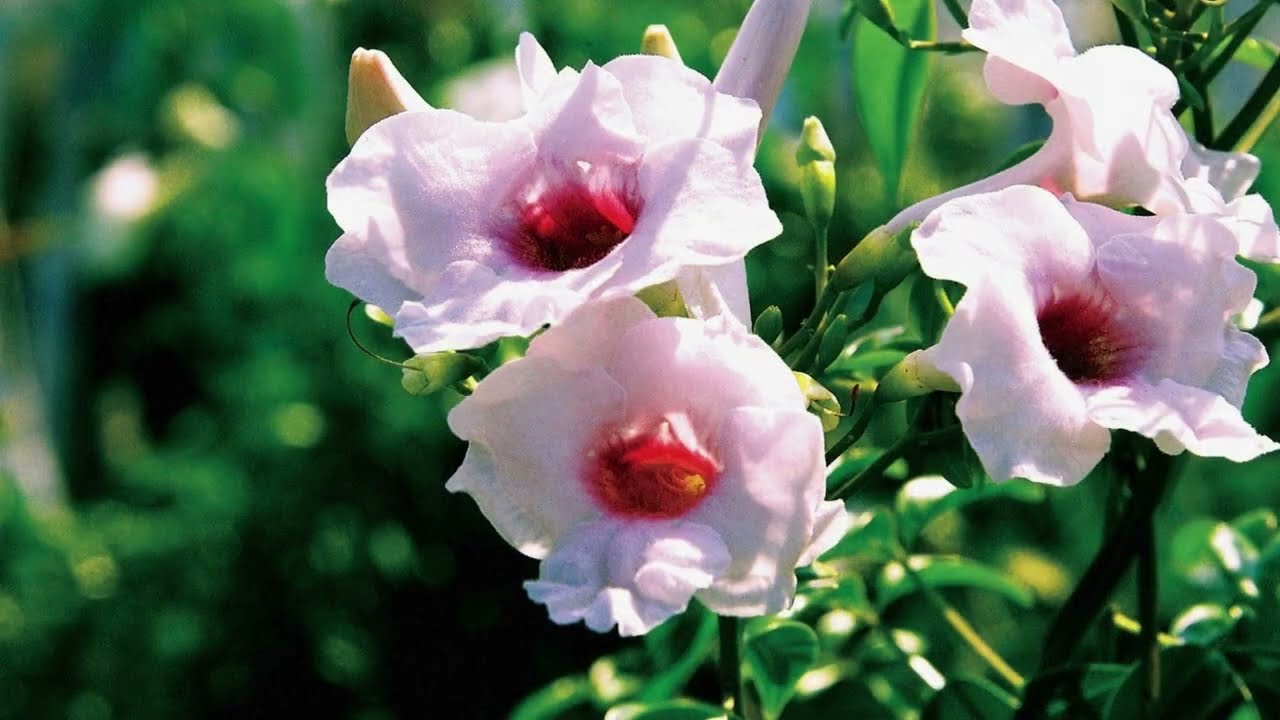 Welcome to Ultimate Backyard