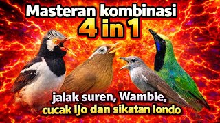 Download lagu Masteran kombinasi 4 in1 jalak suren, Wambie, cucak ijo dan sikatan londo mp3