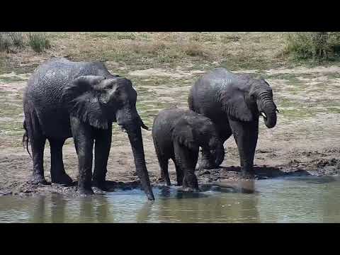 Djuma: Elephants getting a drink - 13:14 - 09/24/20