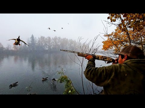 Two-Man Limit of Green | Foggy Canada Mallard Hunt