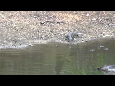 WATER MONITOR LIZARD, #2, KAO TAO, THAILAND, SEP, 2012