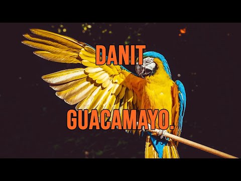 Danit - Guacamayo (Lyrics / Letra)