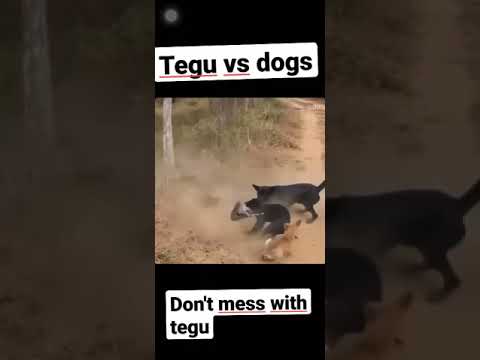 Tegu vs dogs