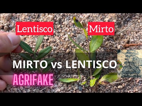 MIRTO O LENTISCO? 