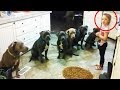 Kızı 6 Pitbulla Yalnız Bıraktılar, Sonrasında Olanlara İnanamadılar Kızı 6 Pitbulla Yalnız Bıraktılar, Sonrasında Olanlara İnanamadılar