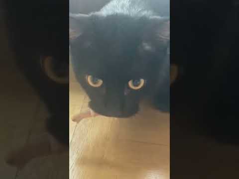 My black cat hissing and growling