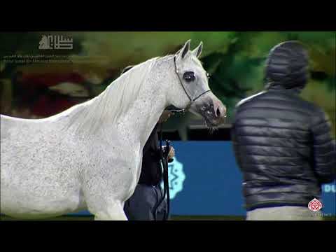 N.247 BRUMA BAHAMAS - 2020 PSAIAHF Al Khalediah Show - Mares 10+ Years Old (Class 9)