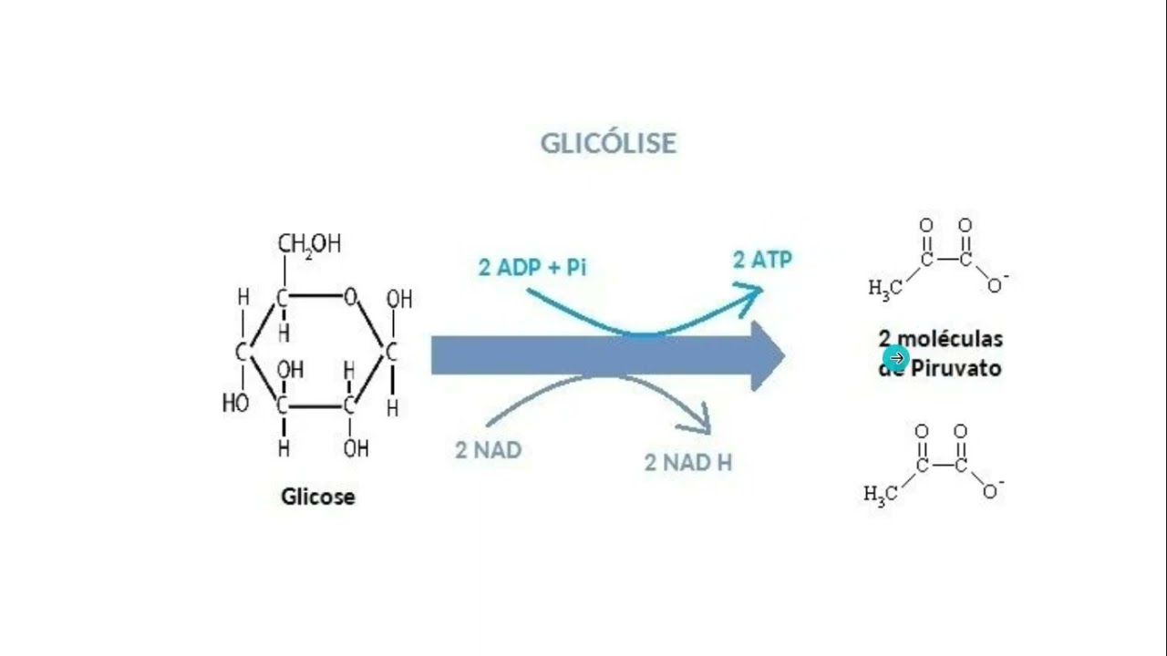 Via glicolítica (glicólise)