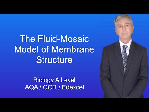 A Level Biology Revision "The Fluid-Mosaic Model of Membrane Structure"