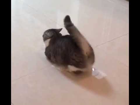 King of Cats 🐈 #funny cat #🐱 #animals #birdsofpreyaroundth #viralreels #funny #shorts #shorfeed