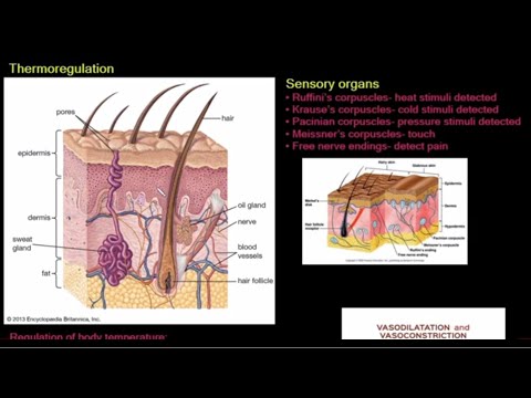 Grade 12 Life Sciences Homeostasis in Humans