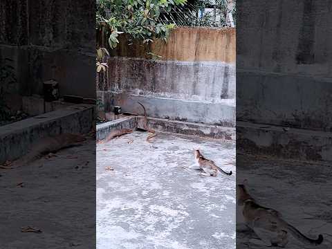 Snake vs Mongoose and Cat #shorts