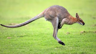 Mammalian Diversity Part 2: Marsupials