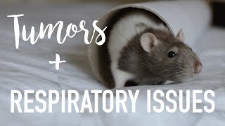 Common Pet Rat Illnesses