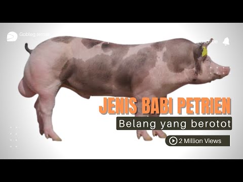, title : 'Jenis Babi Pietrain / Petrin Si Belang Dan Berotot'