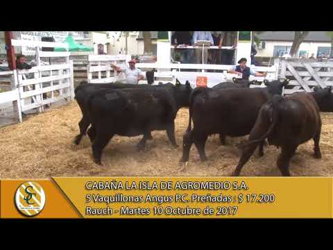 10-10-17 Venta de Vaquillonas P.C. preñadas - Cabaña La Isla - Rauch.