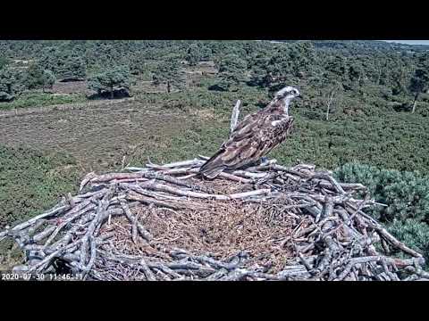 30/07/20 Unringed Osprey Visits Nest