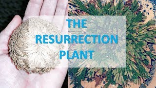 The Resurrection Plant AKA The Dinosaur Plant Or The False Rose Of Jericho