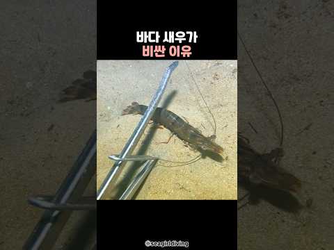 바다 새우가 비싼 이유