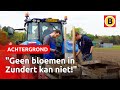 Wat gebeurt er met 20.000 corso-bloembollen? | Omroep Brabant
