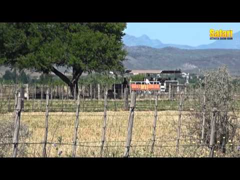 Safari Ostrich Show Farm - Avestruzes em Oudtshoorn e Karoo