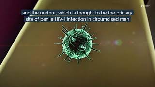 Circumcision impacts the penile microbiome and imm