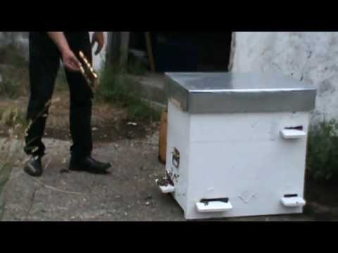 2. Apicultura practica - Bio Stup pe vatra cumparat de un entuziat + sfaturi de inceput 2/3