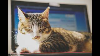 デスクワークより外回りの営業の方が楽しくね？
