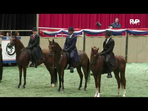 @onthebitinc.4514 2025 HA Country English Pleasure Futurity- Lady of Love OTB 