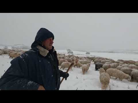 Shepherding Sheep in Winter on the Snow. The sheep of Mr. Toader and Petre from Corvinesti.BN