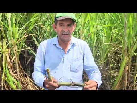 Conozca paso a paso cómo sembrar el pasto de Corte Cuba 22