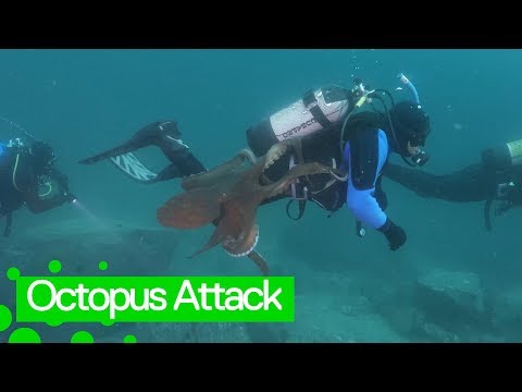 Giant octopus launches attack on diver off the Sea of Japan