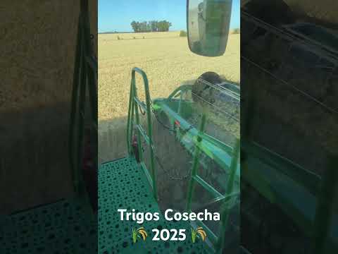 Inciando cosecha de Trigo 2025, Martín Chico, Colonia Uruguay 🌾🇺🇾