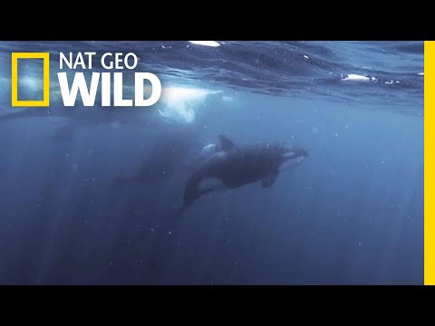 Orcas vs. Sperm Whales | Nat Geo Wild