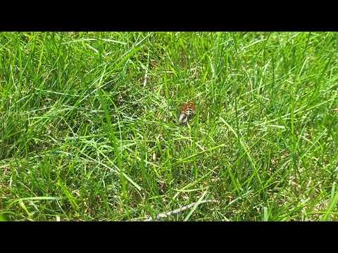 Cicada Killer Wasp Attacking a Cicada in Morganville, NJ