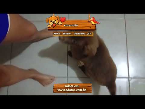 Vídeo de chocolate