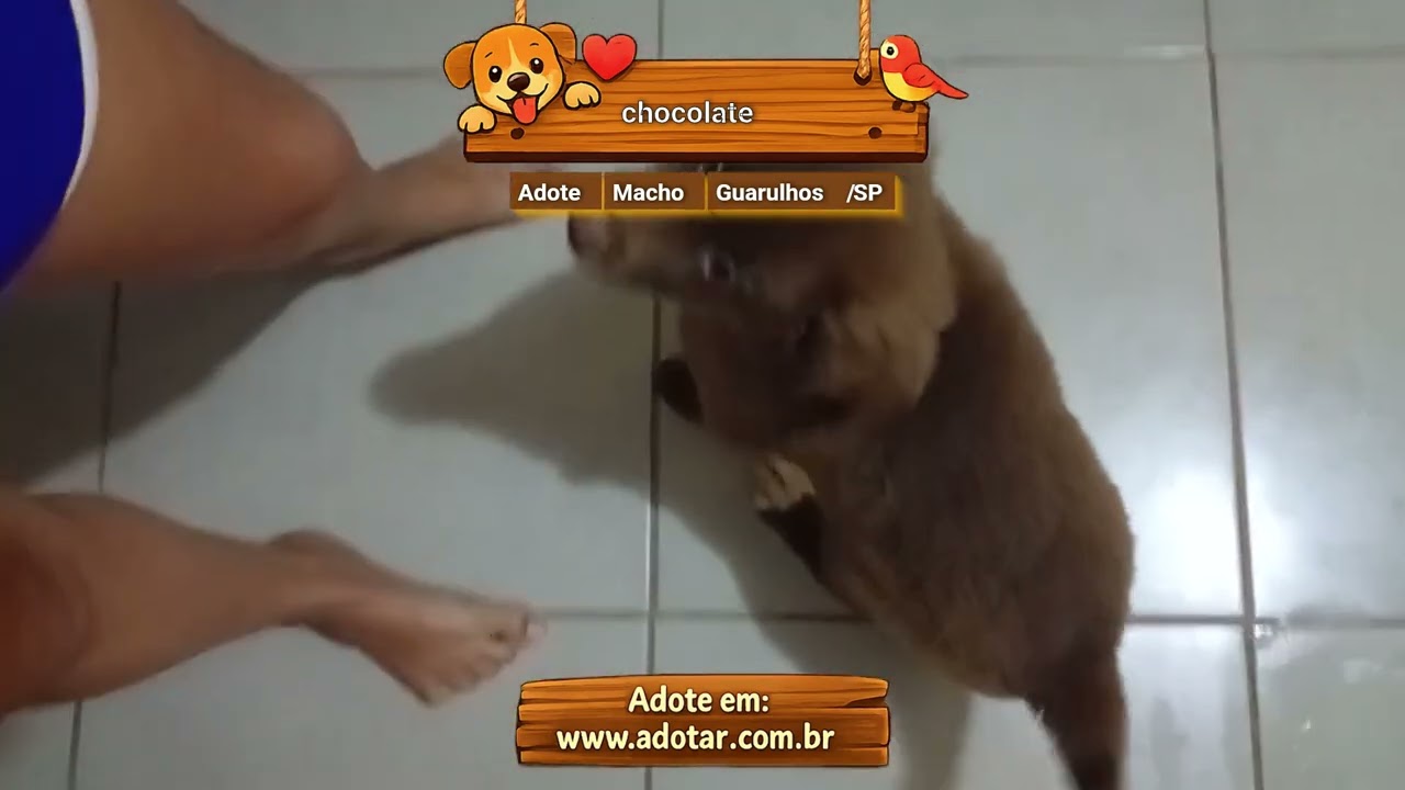 Cachorro raça Labrador idade 2 a 6 meses nome chocolate