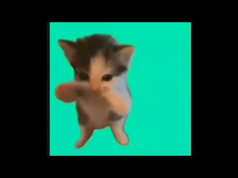 KICAU MANIA 1 HOUR | KICAU MANIA CAT 1 HOUR LOOP