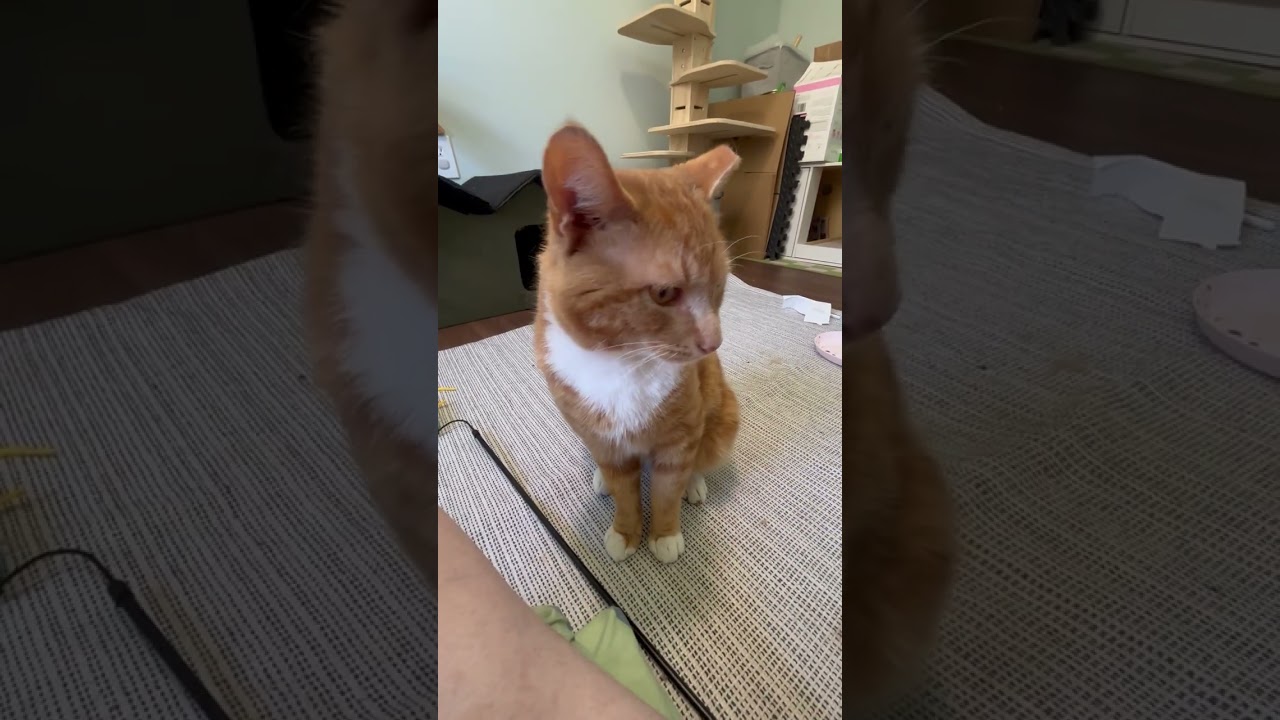 Enlarge Gumbo, a Adoptable mixed breed in Hyattsville, MD video 2/6