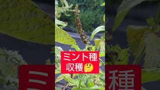【農学修士地獄#sdgs 】#ミント の種収穫しつつ、雑草とりつつの#ベランダ菜園 は9月1日某日#園芸 #貧乏生活 #独身男性 。